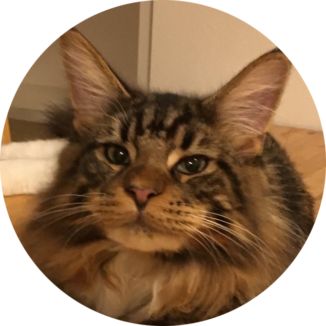 うちの猫 うちの猫の写真