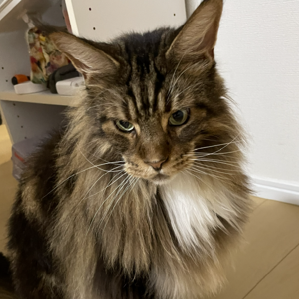 長毛の猫の写真